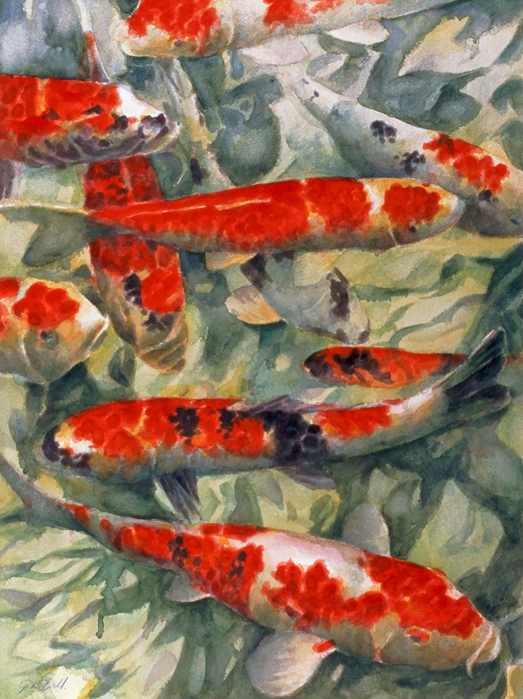 Canvas on Demand Poster Print 12 x 16 entitled Koi Carp