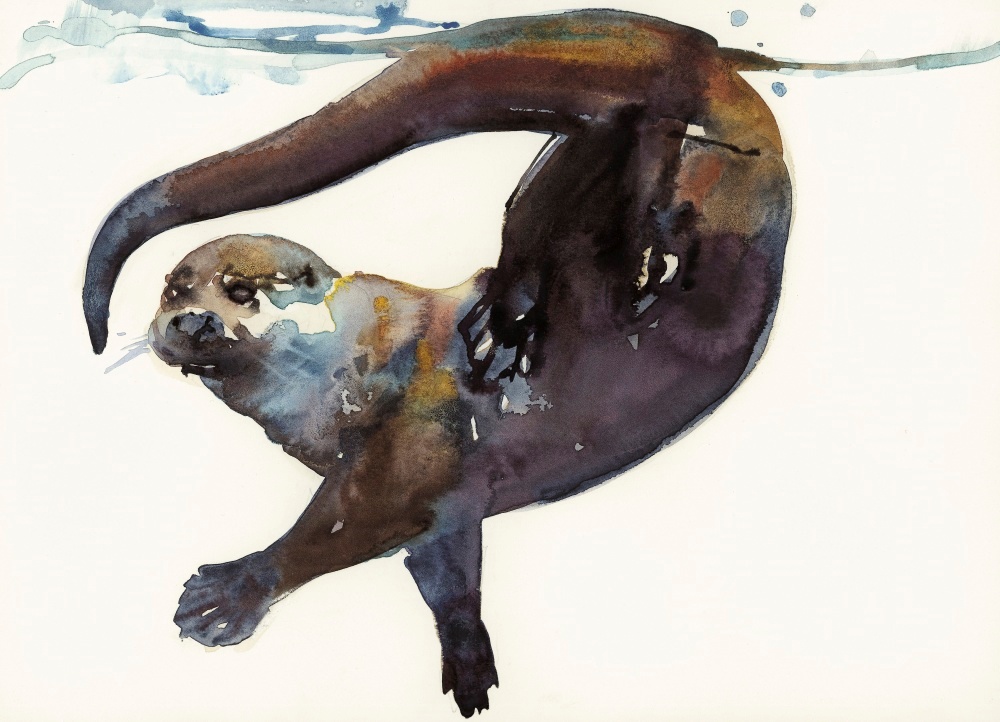 Canvas on Demand Poster Print 16 x 12 entitled Otter Study II -'Talisker'