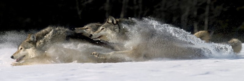 Featured image of post The Best 27 Arctic Wolf Pack Running