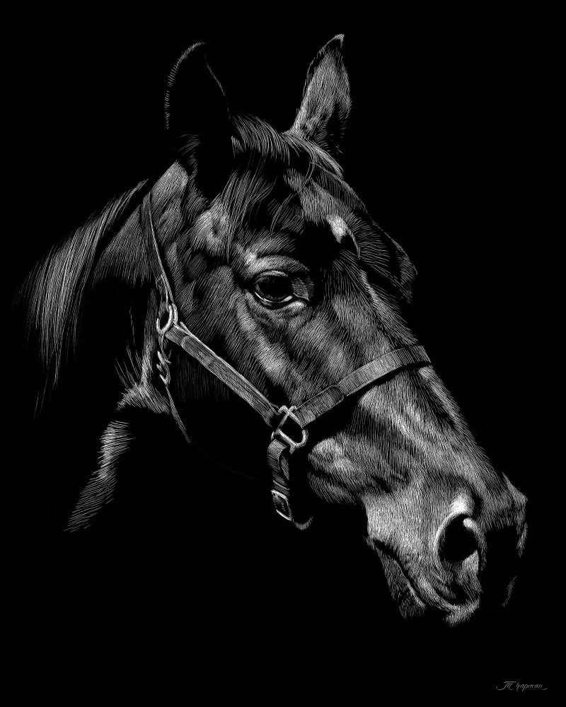 Canvas on Demand Poster Print 16 x 20 entitled Bernie