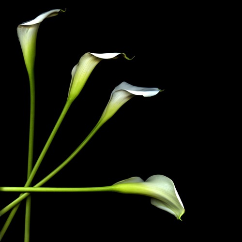 White Calla Lily II Fine Art Floral Photography Canvas On Demand®