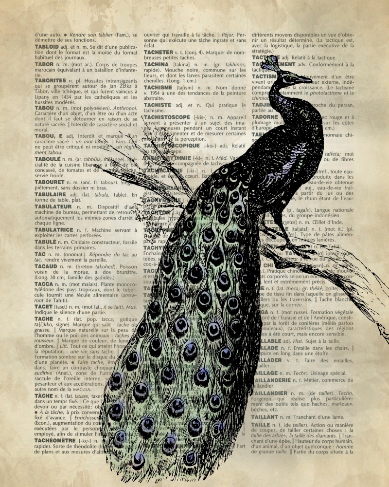 Canvas on Demand Poster Print 16 x 20 entitled Vintage Dictionary Art: Peacock