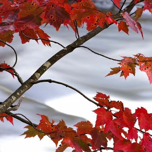 Red Leaves | Fine Art Tree Photography - Canvas On Demand