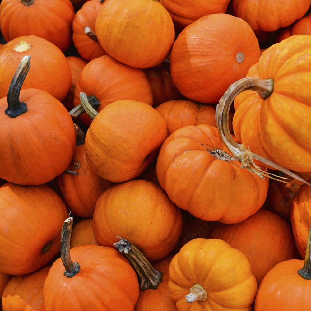Canvas on Demand Poster Print 12 x 12 entitled Heap of pumpkins