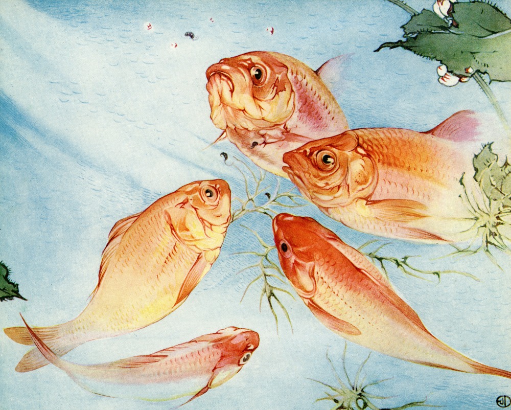 Canvas on Demand Poster Print 16 x 12 entitled Illustration Of Koi By Edward Julius Detmold