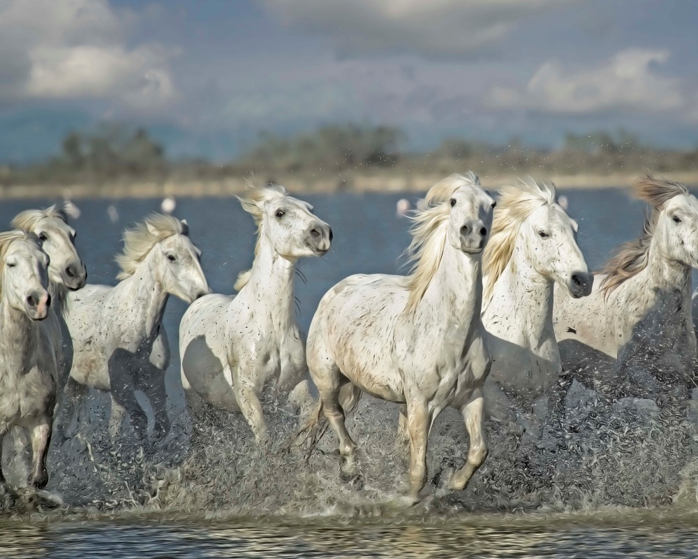 Canvas on Demand Poster Print 20 x 16 entitled White Horses of the Camargue