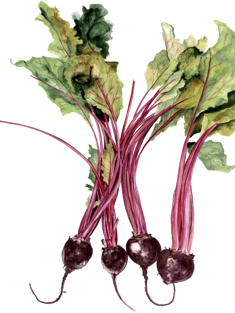Canvas on Demand Poster Print 12 x 16 entitled Watercolor Beets