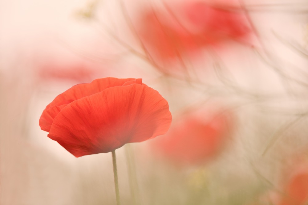 Canvas on Demand Poster Print 24 x 16 entitled Poppy Dreamtime