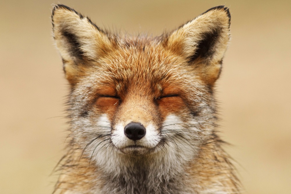 Canvas on Demand Poster Print 24 x 16 entitled Zen Fox