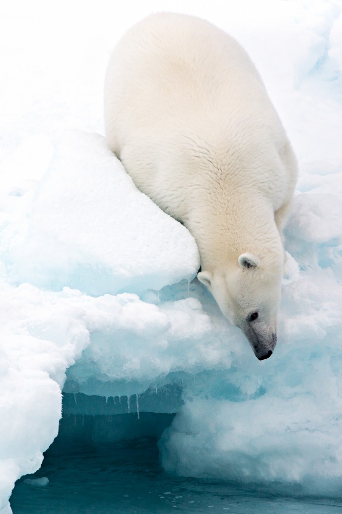 Canvas on Demand Poster Print 16 x 24 entitled Arctic Composition
