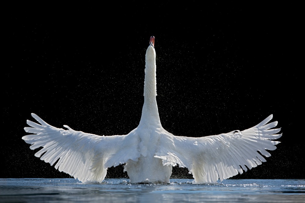 Canvas on Demand Poster Print 24 x 16 entitled Swan In Full Length