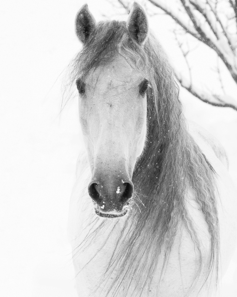 Canvas on Demand Poster Print 16 x 20 entitled Facing Horse