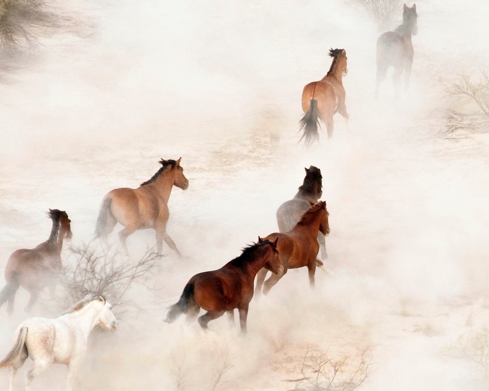 Canvas on Demand Poster Print 20 x 16 entitled Wild Mustangs I