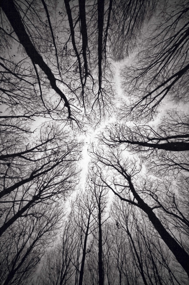 Canvas on Demand Poster Print 16 x 24 entitled Circulatory system of the forest