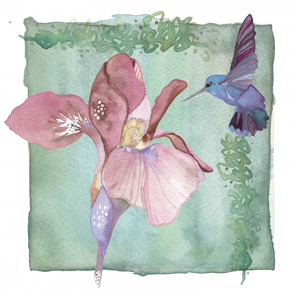Canvas on Demand Poster Print 12 x 12 entitled Hummingbird and Flower - Iris