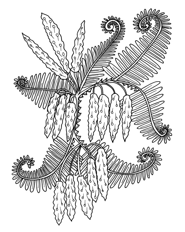 Ferns I
