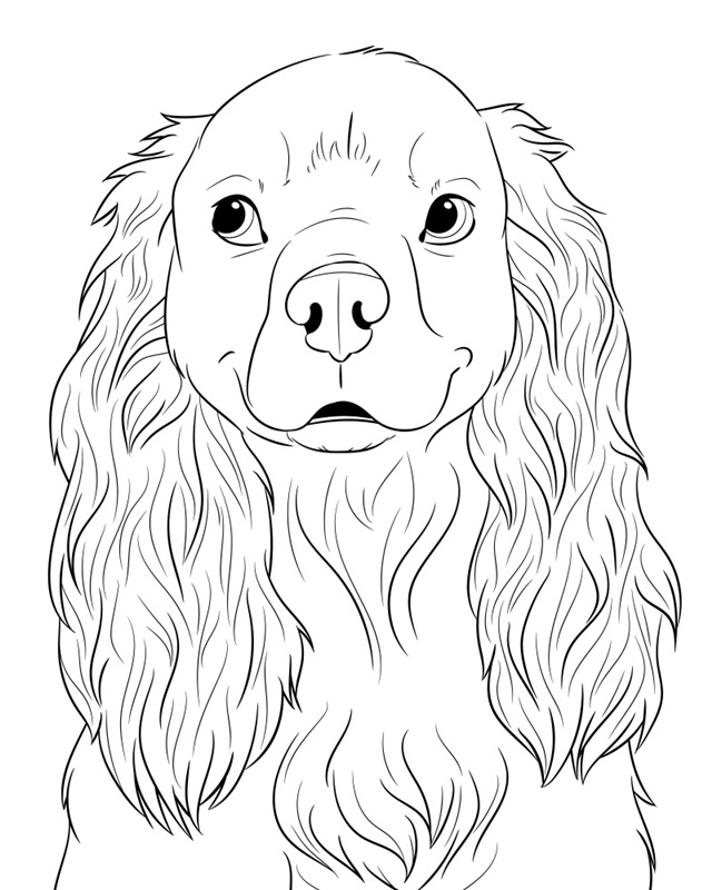 Spaniel