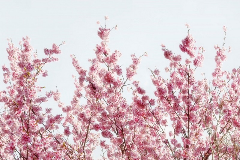 Japan Rising Sun Collection - Pink Sakura Tree