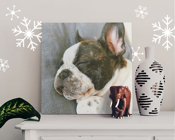 Sleeping dog with a grin, pictured on a 12x12 Canvas Print