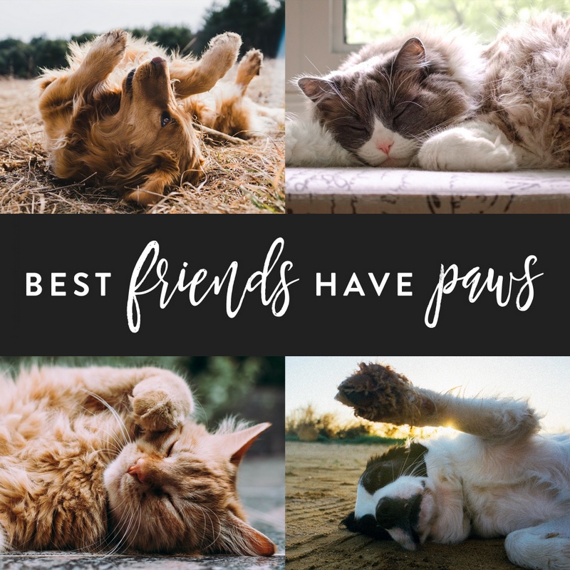 Best Friends Have Paws